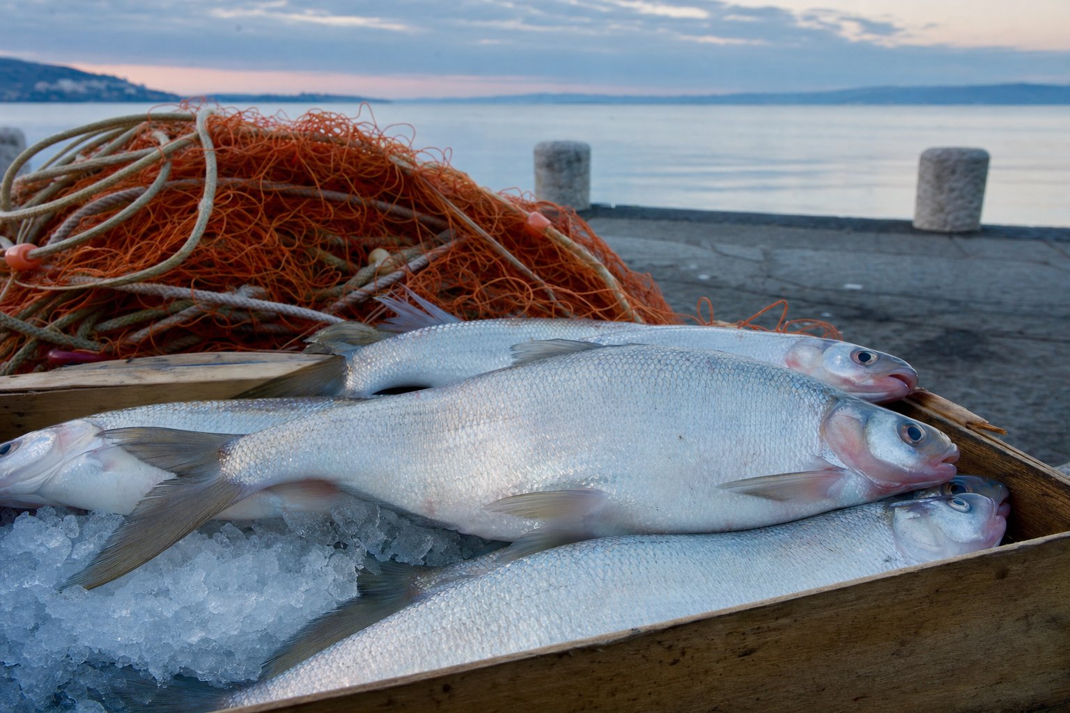 Coregone del lago di Bolsena appena pescato su ghiaccio, con reti e molo lacustre sfocato nella luce fredda dell’alba.