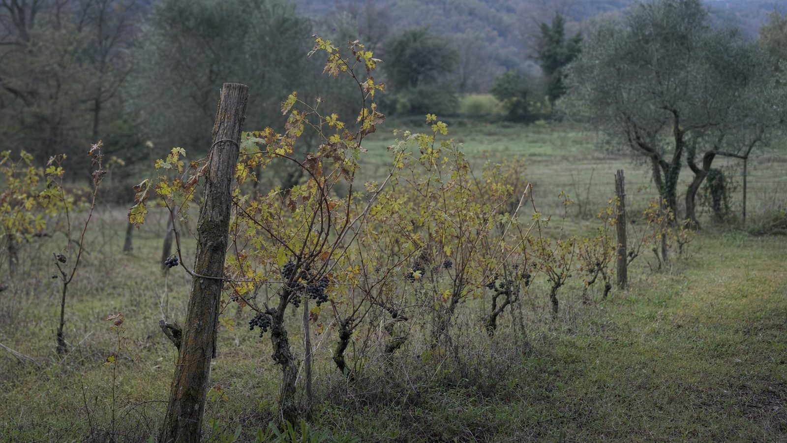 Greghetto: il Grechetto rosso che sopravvive nei filari della Tuscia