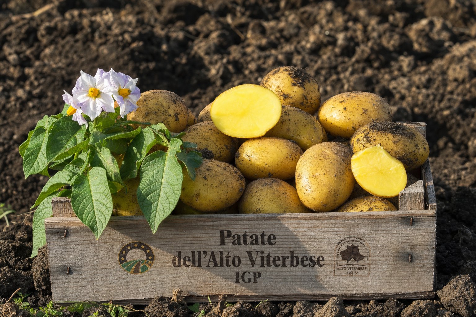 Patate dell’Alto Viterbese IGP dalla buccia gialla, alcune aperte sulla polpa, adagiate su terra vulcanica scura.